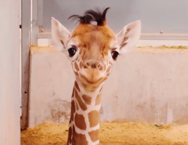 The Fort Worth Zoo Announces New Baby Giraffe - Fort Worth Magazine